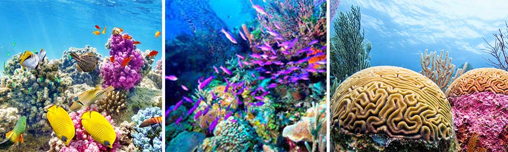 Belize Barrier Reef 