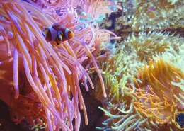 Best Places to Explore Vibrant Coral Reefs