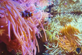 Best Places to Explore Vibrant Coral Reefs