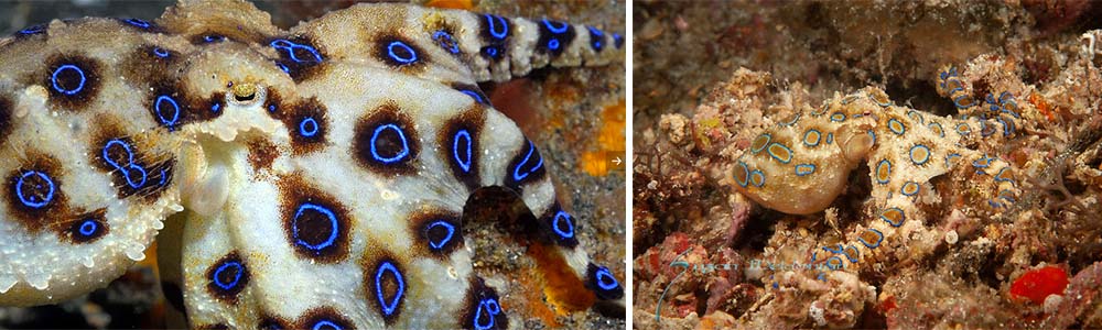 Blue-ringed octopus (Hapalochlaena spp.); Most Dangerous Creatures In The Ocean