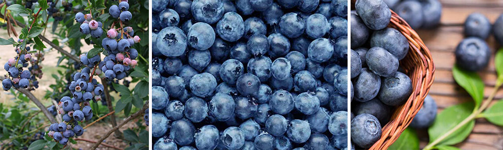 Blueberries- The Tiny Superfood with Mighty Health Benefits