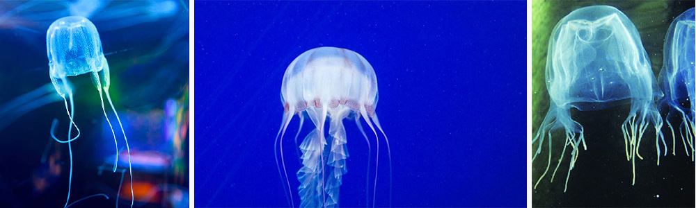 Box jellyfish (Chironex fleckeri)