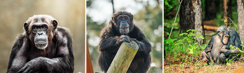 Chimp Haven in the United States; Sanctuaries With The World's Best Biodiversity