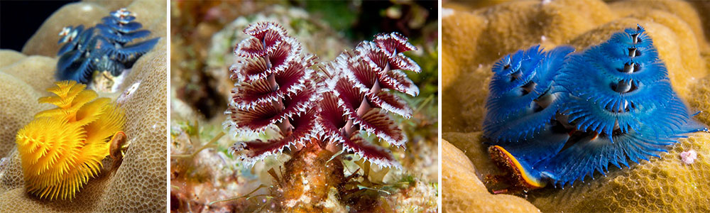 Christmas Tree Worms; Most Stunning Sea Creatures (Part 2)