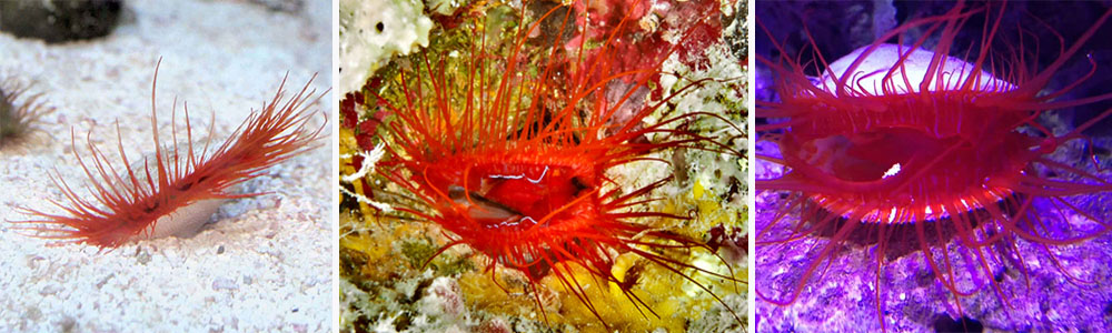 Electric Flame Scallop (Ctenoides ales)