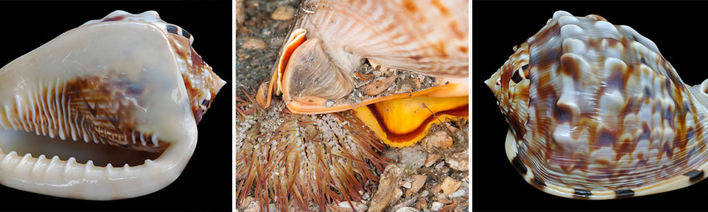 Flame Helmet (Volutopecten inflatus); Most Beautiful Bivalve Species In The World