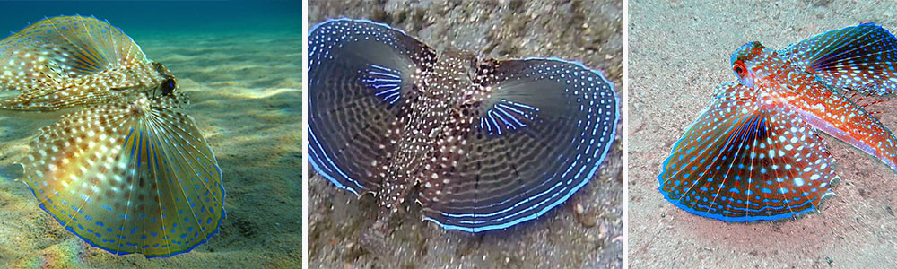 Flying Gurnard