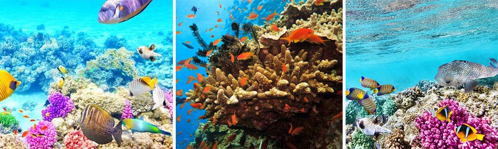 Great Barrier Reef, Australia; Best Places to Explore Vibrant Coral Reefs