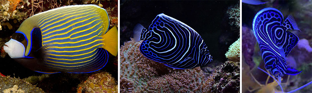 Juvenile Emperor Angelfish; Most Stunning Sea Creatures (Part 1)