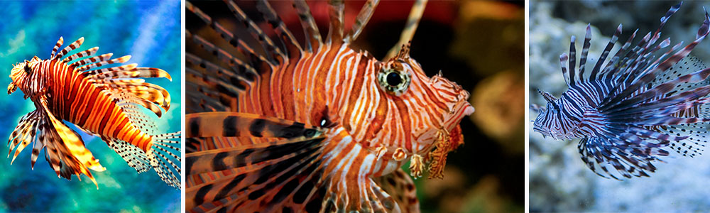 Lionfish; Most Stunning Sea Creatures (Part 2)