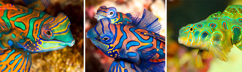 Mandarinfish