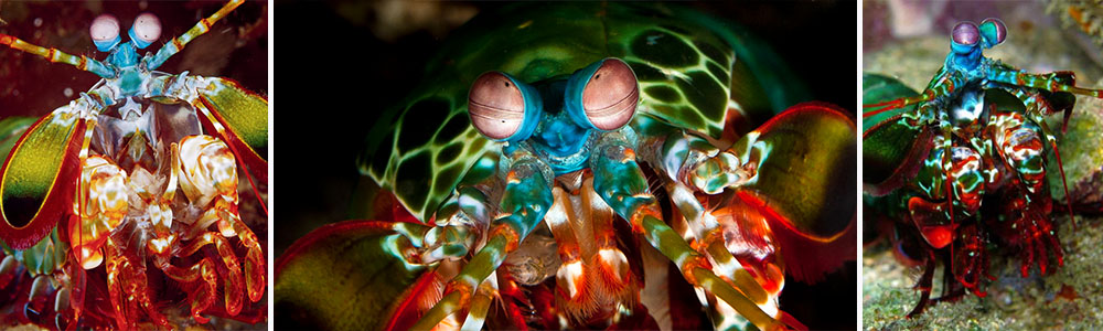 Mantis Shrimp; Most Stunning Sea Creatures (Part 1)