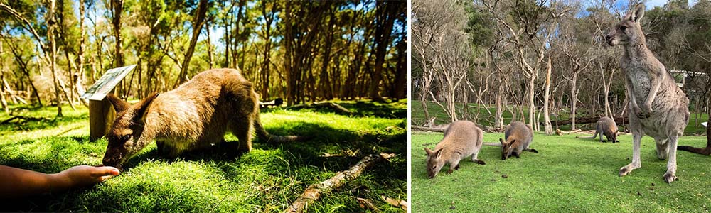 Moonlit Sanctuary Wildlife Conservation Park in Australia