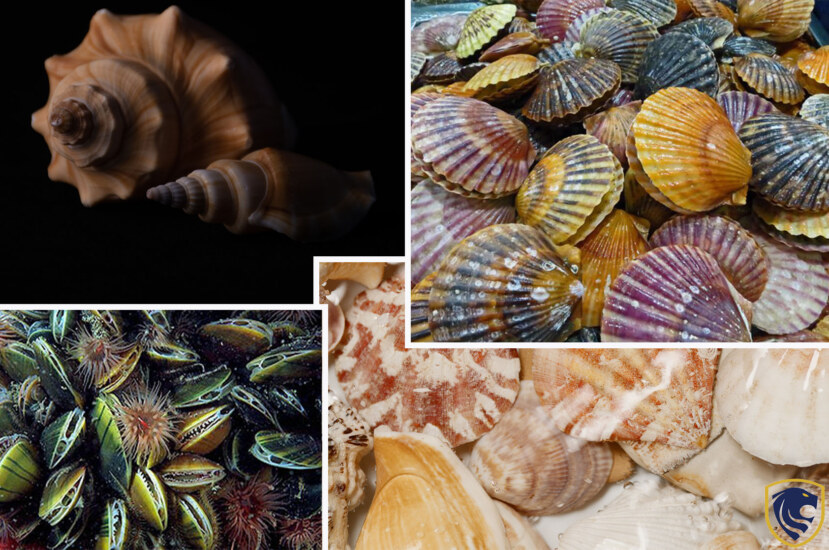 Most Beautiful Bivalve Species In The World