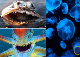 Most Dangerous Creatures In The Ocean