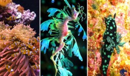 Most Stunning Sea Creatures (Part 1)
