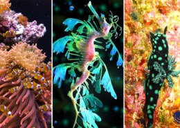 Most Stunning Sea Creatures (Part 1)