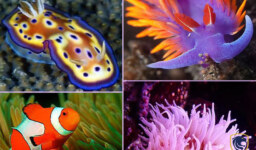 Most Stunning Sea Creatures (Part 2)