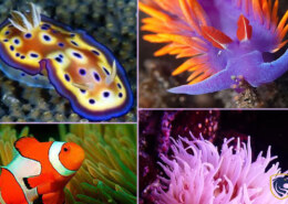 Most Stunning Sea Creatures (Part 2)