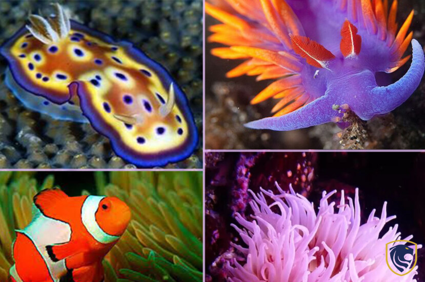 Most Stunning Sea Creatures (Part 2)