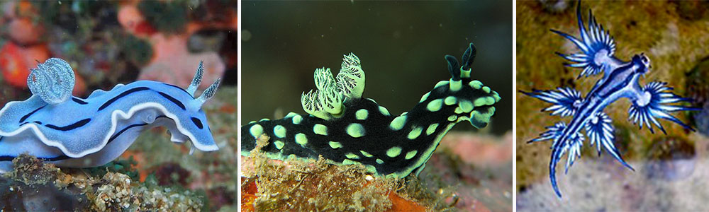 Nudibranch; Most Stunning Sea Creatures (Part 1)