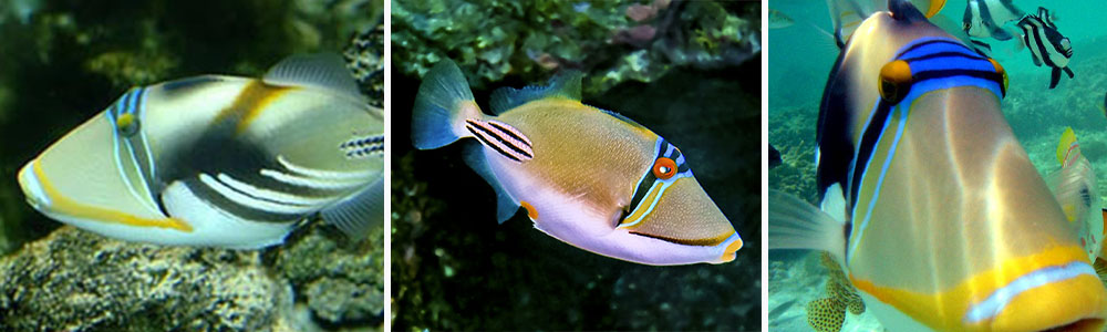 Picasso Triggerfish