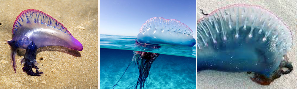 Portuguese man o' war (Physalia physalis)