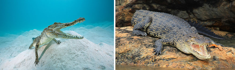 Saltwater crocodile (Crocodylus porosus); Most Dangerous Creatures In The Ocean