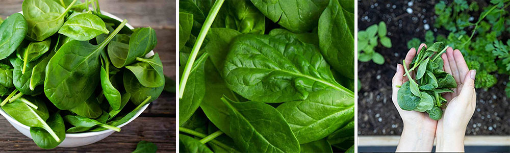 Spinach: 