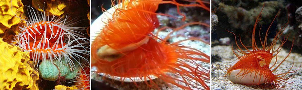 The Flame Scallop (Lima scabra); Most Beautiful Bivalve Species In The World