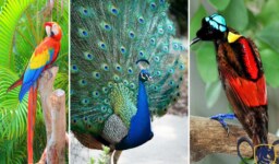 The Most Vibrant Birds In The World