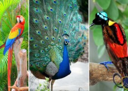 The Most Vibrant Birds In The World