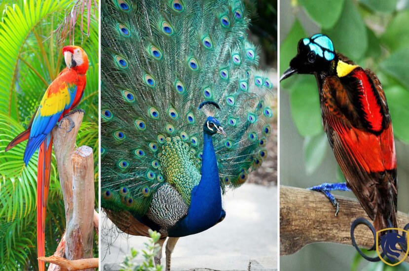 The Most Vibrant Birds In The World