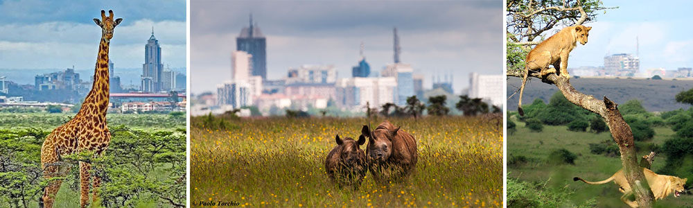 The Nairobi National Park; Sanctuaries With The World's Best Biodiversity