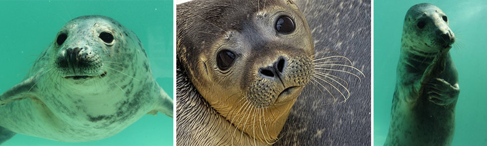 The sea life trust Cornish Seal Sanctuary ; Sanctuaries With The World's Best Biodiversity