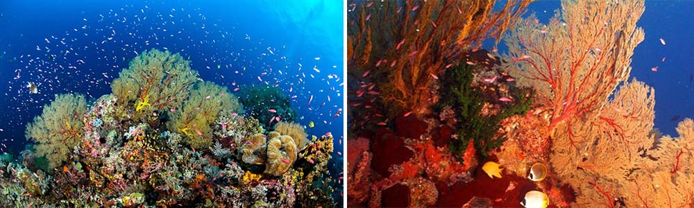 Tubbataha Reefs Natural Park, Philippines