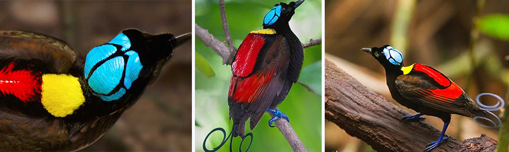 Wilson's Bird-of-Paradise