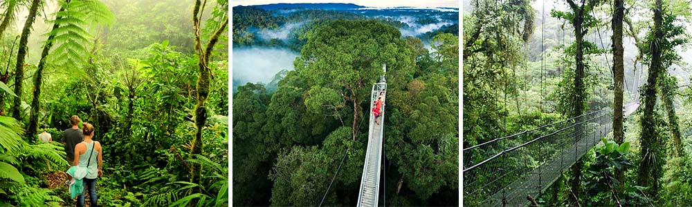 Monteverde Cloud Forest Reserve