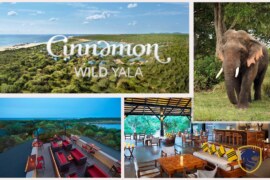 Cinnamon Wild Yala: Unleash Your Inner Wildlife Enthusiast